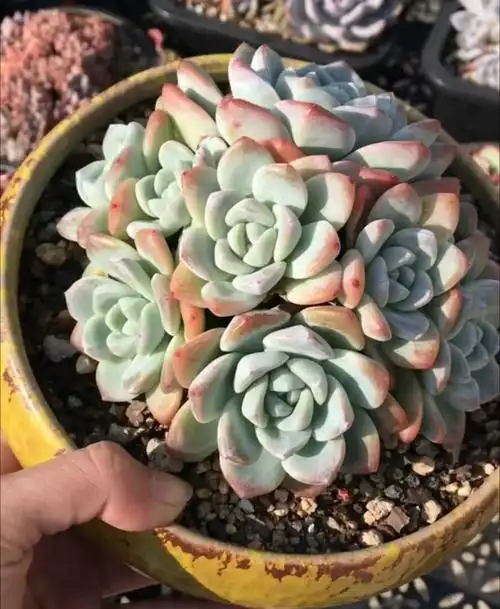 多肉植物冰玉群生老桩