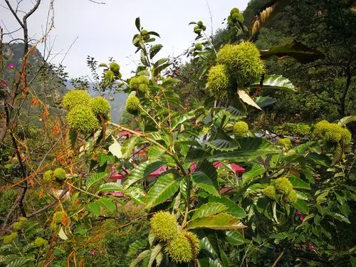 兴隆六道河村一日游