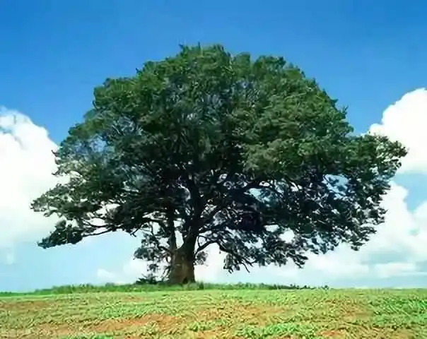 散文诗:枝繁叶茂的梦