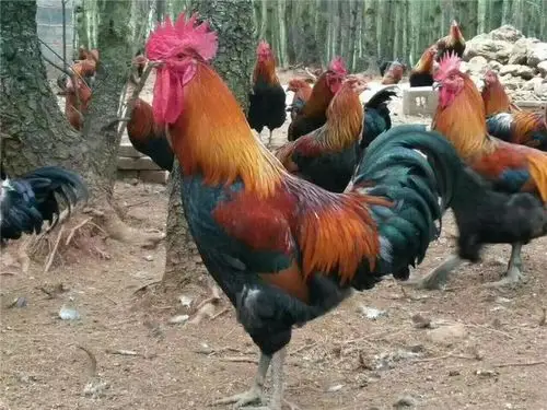 黑瑶鸡苗场批发 广西瑶鸡苗 禽苗价格实惠