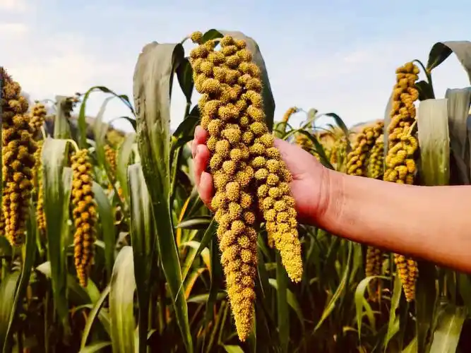 新小米扛过了山西洪灾2021年发鸠山新小米终于来了