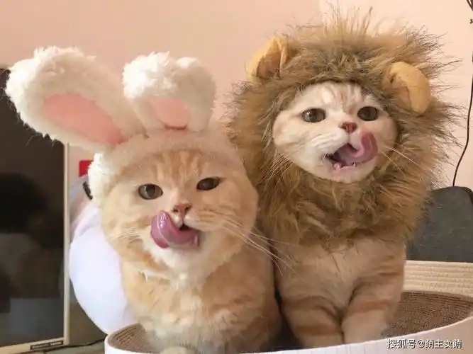 小狮子与小兔子