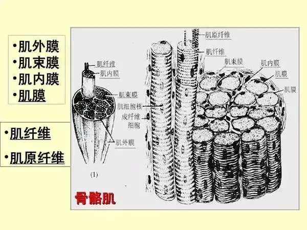 肌肉组织由特殊分化的肌细胞构成,许多肌细胞聚集在一起,被结缔组织