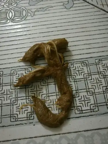 宠物 狗 拉稀 驱虫 今天第五天 不是特别稀 就是软 今天发现里面有