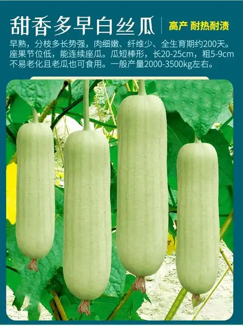 农之子白丝瓜种子大全白玉白关湖南农之子香玉白丝瓜f1种子2g细嫩柔软