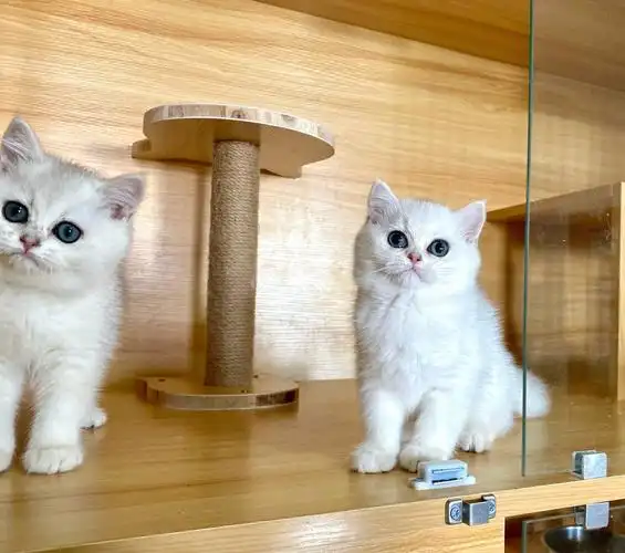 大绿眼睛银渐层也好好看哦