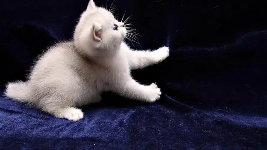 可爱的白毛猫咪图片大全桌面壁纸第二辑