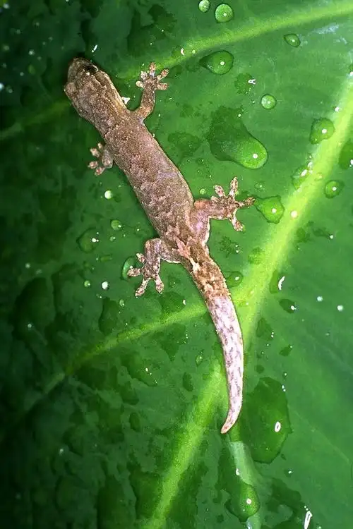 蜥蜴目·壁虎亚目·壁虎科·壁虎属:雅美鳞趾虎