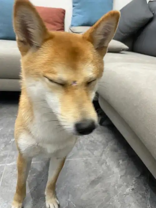 柴犬打架该如何做