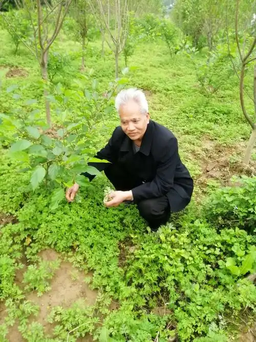 春天四月盛开生日花,寿星个个笑颜开