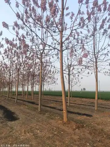 全国泡桐生产基地满意付款