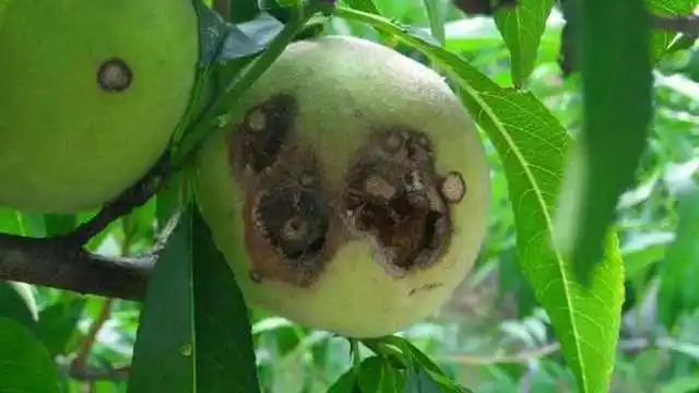 炭疽病在桃树上主要危害果实,偶尔也会侵害新梢和叶片.