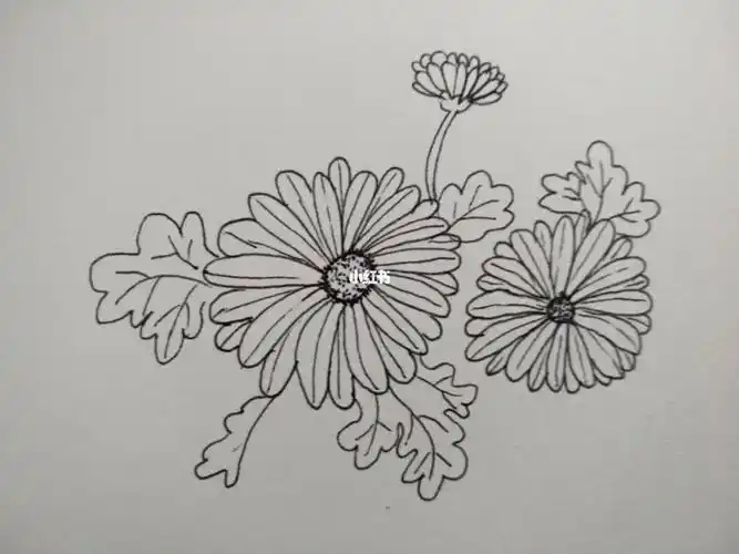 小雏菊临摹