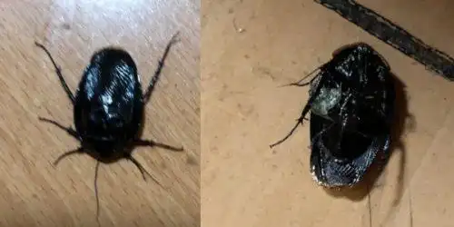 最近在家里发现的虫子,很像蟑螂,这是什么虫子啊?