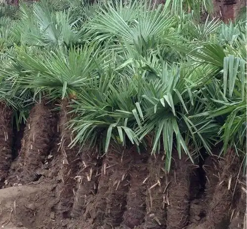 棕树树苗棕榈野生棕树苗行道树类四季常绿适宜庭院广场绿化带