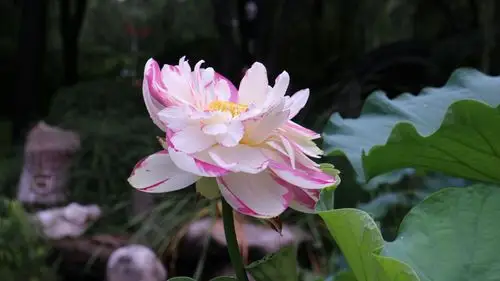 四面荷花三面柳 一城山色半城湖