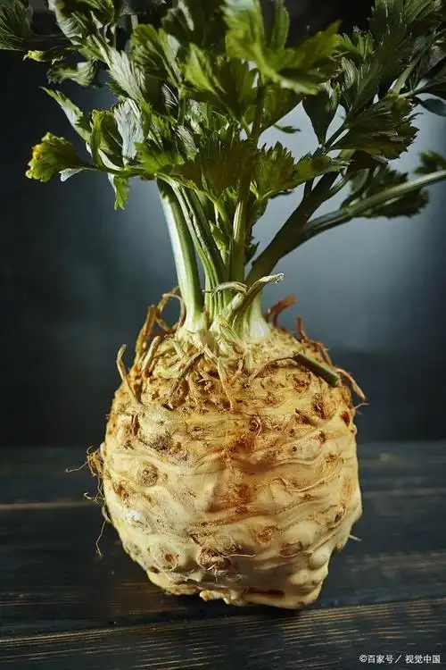 常见的根茎类蔬菜_农林知识_中睿百科网