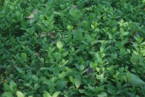 小叶扶芳藤 爬藤植物 新品种不落叶爬山虎 一年四季常青 自产自销