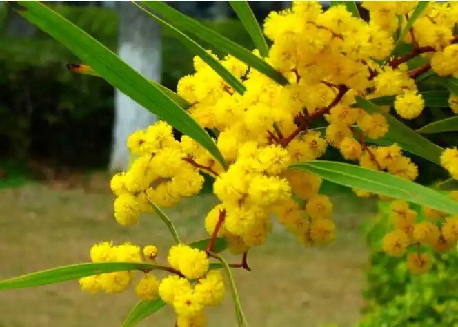 相思树,一个十分浪漫的名字