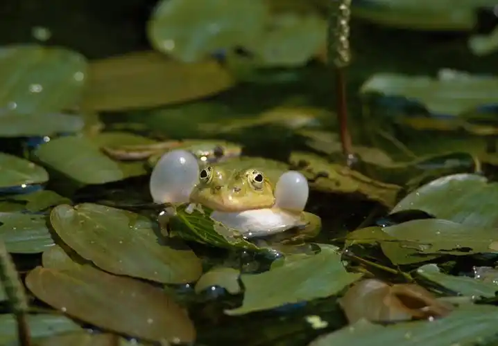 水塘,青蛙,漂浮,植物
