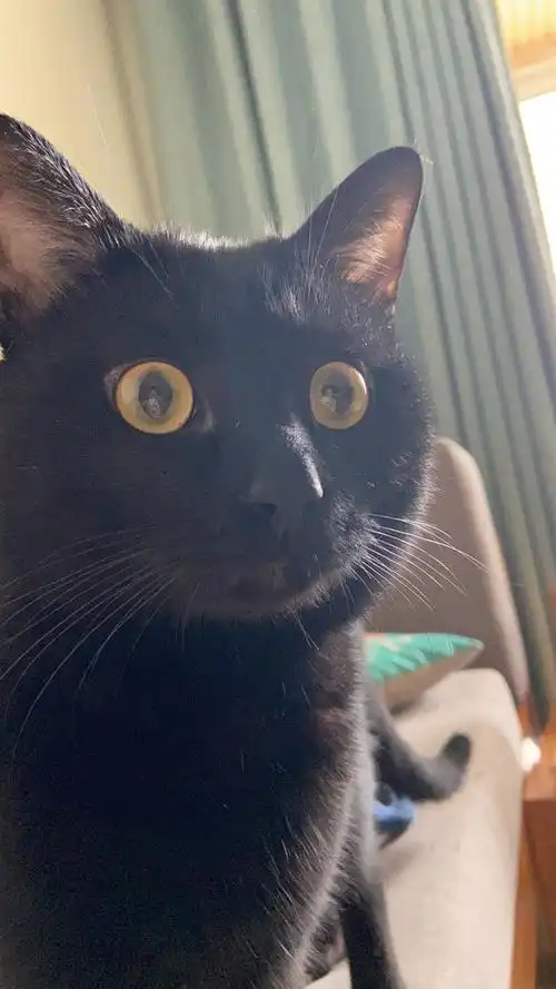 小黑猫(我家就是)都是脸长长的,鼻子也好长 删除|赞回应 来自 豆瓣app