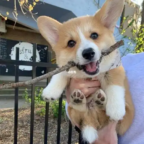 柯基沙雕头像高清图