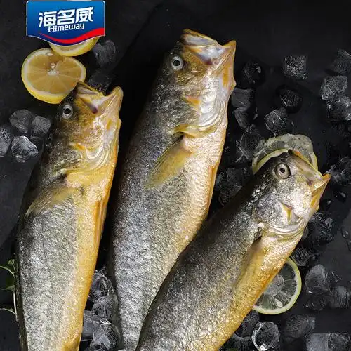 黄花鱼野化宁德生鲜鲜活新鲜活名威黄鱼闽东2条黄鱼