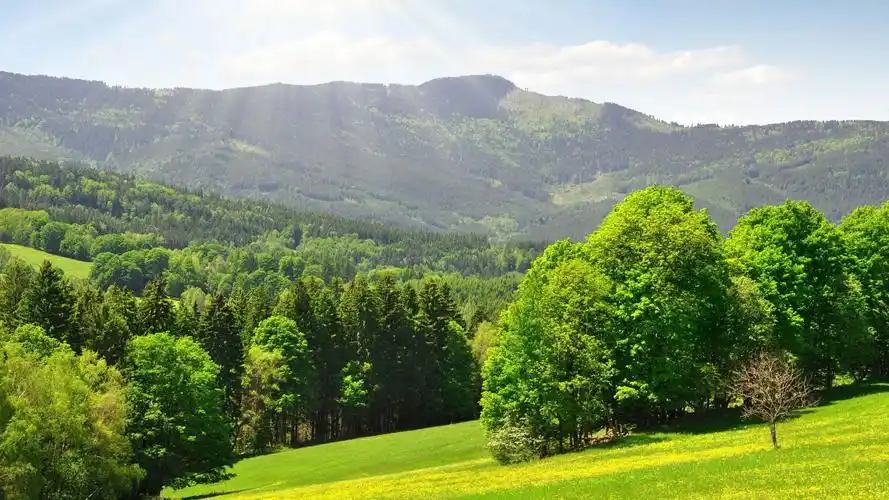 阳光森林自然风景桌面壁纸