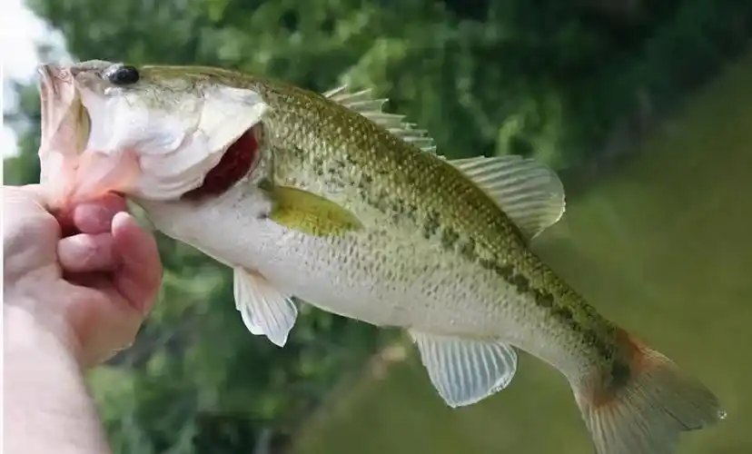 在谈加州鲈诺卡氏菌病