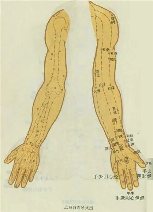 上肢部穴位