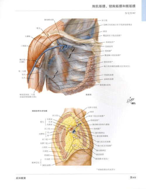 无忧文档 所有分类 高等教育 医学 奈特人体解剖图谱-上肢