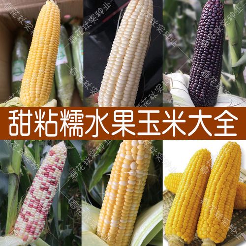 非转基因超甜水果玉米种子白甜糯黑彩糯玉米种子甜玉米粘玉米种子