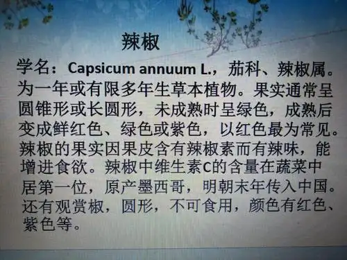 阅读资料深入了解辣椒