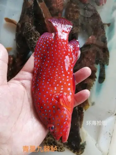 常见石斑鱼图鉴下篇野生石斑来了