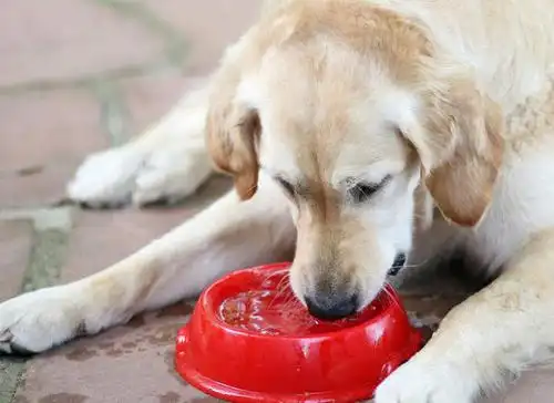 水盆要放在固定的位置,这是为了让狗狗了解到在这个地方就可以喝水,使