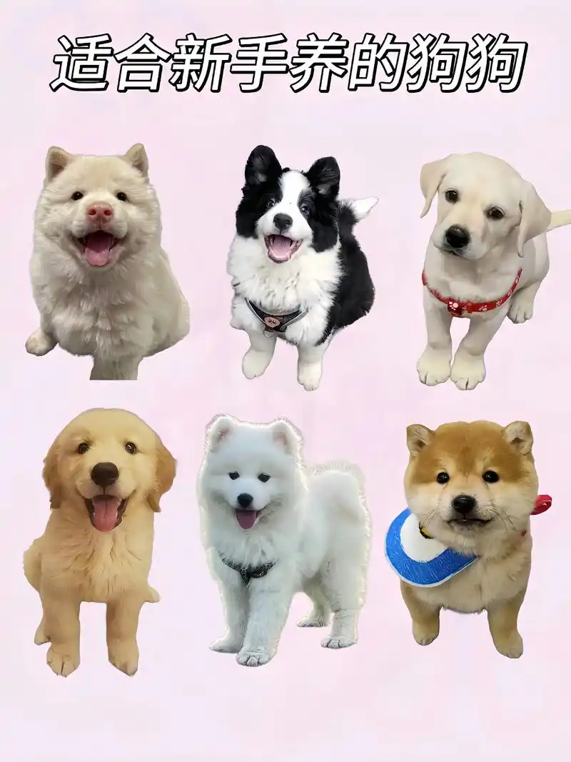 想养狗狗的可以参考#养狗经验分享井养狗小知识#小型狗狗品种大