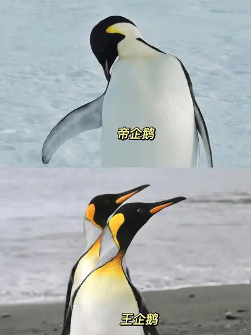 救命,要到哪里才能看全18种企鹅?