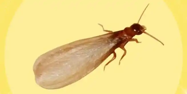 大水蚁的寿命有多长