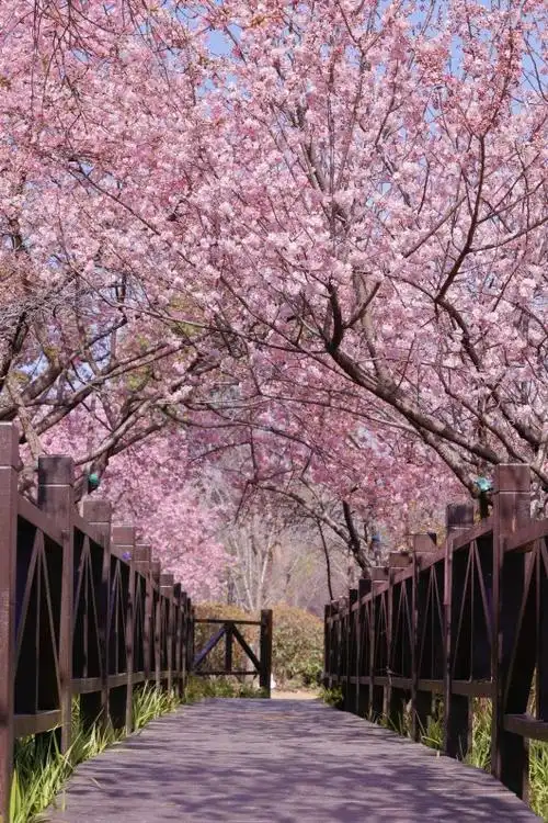 上海人美翻顾村公园樱花盛放粉色花海初现