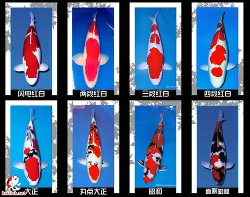 锦鲤有多少种及图片