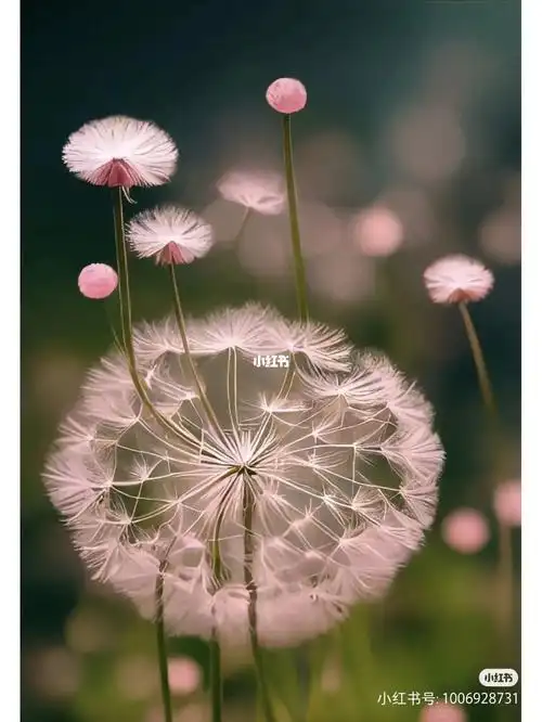不小心照了下镜子,哎呦喂真是见了鬼了~67蒲公英花语是:无法停留的