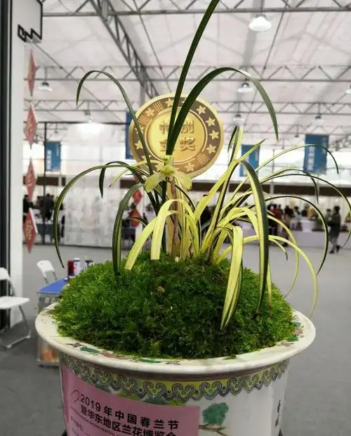 一盆标价上百万的兰花真的有人买?你是怎么看待天价兰花的