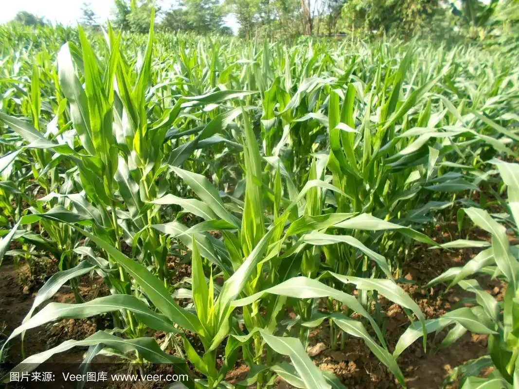 玉米树或田里的植物