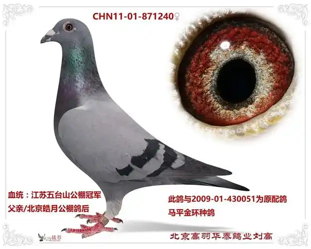 铭 鸽  新鸽上架  推荐铭鸽  定价鸽  信鸽拍卖 黄金配对   网上展厅