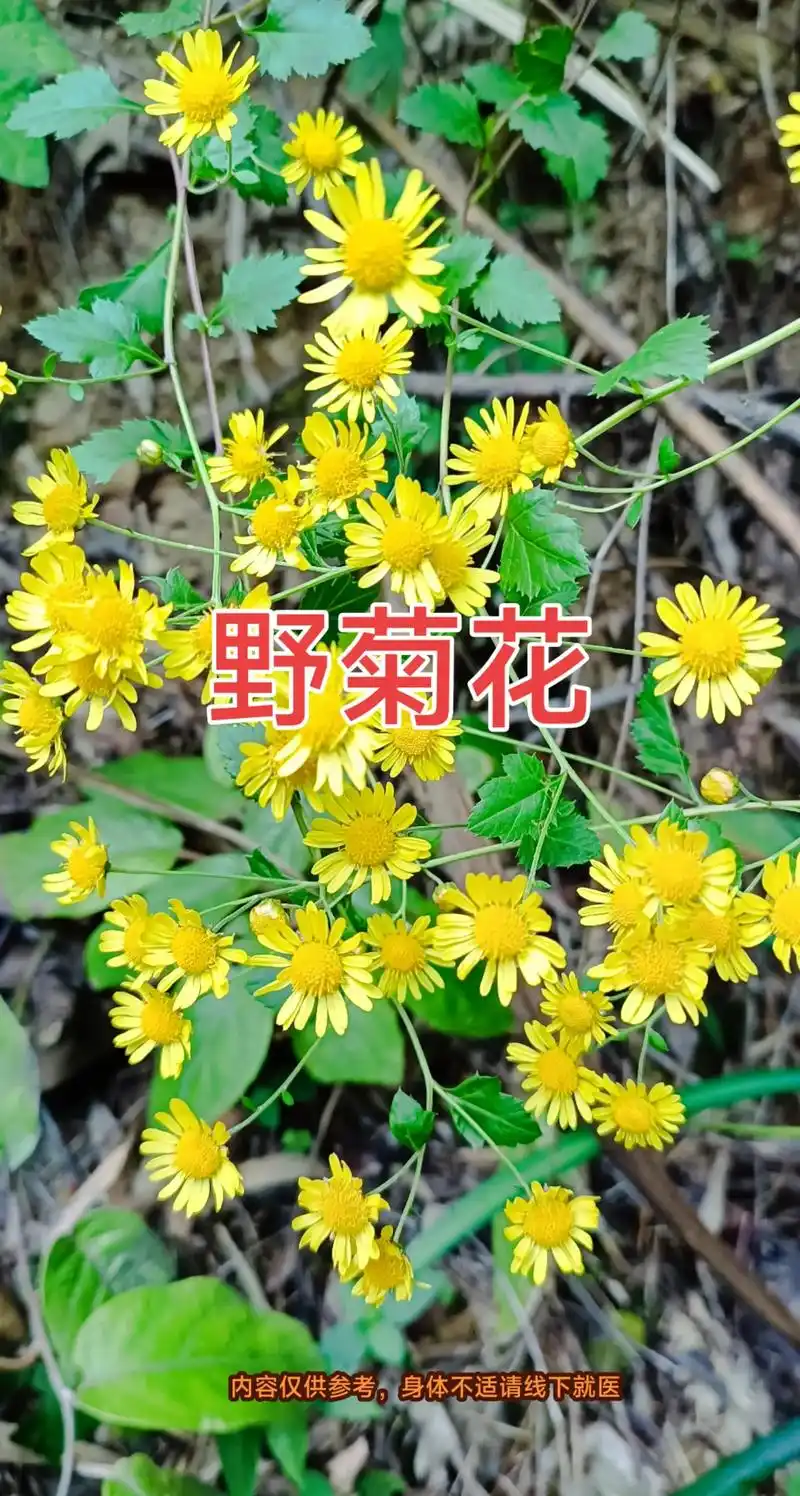 野菊花别名小红菊,毛华菊,紫花野,甘菊等.#图文种草机 野菊 - 抖音