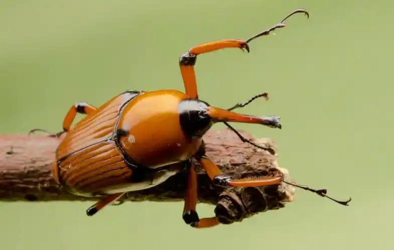 象鼻虫是鞘翅目昆虫中最大的一科,也是昆虫王国中种类最多的一种.