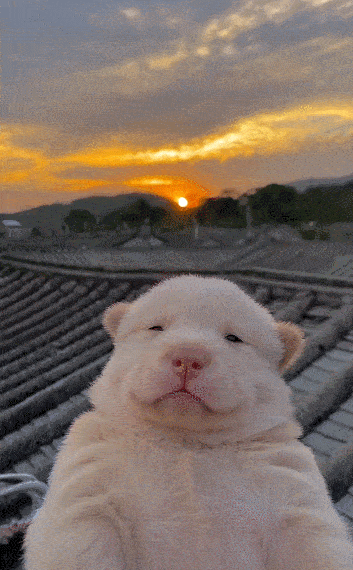 353_570竖版 竖屏gif 动态图 动图