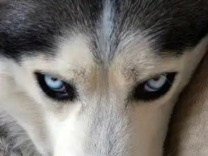 白眼狼戴眼镜猜一歇后语的答案