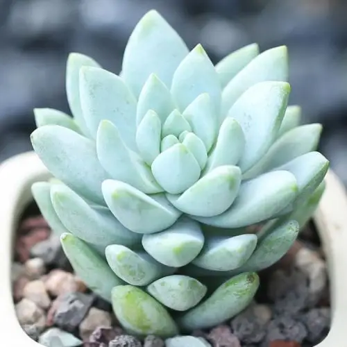 壹分皿树冰多肉植物盆栽批发肉肉植物办公室绿植盆栽