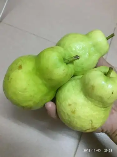 珍珠番石榴(葫芦型)